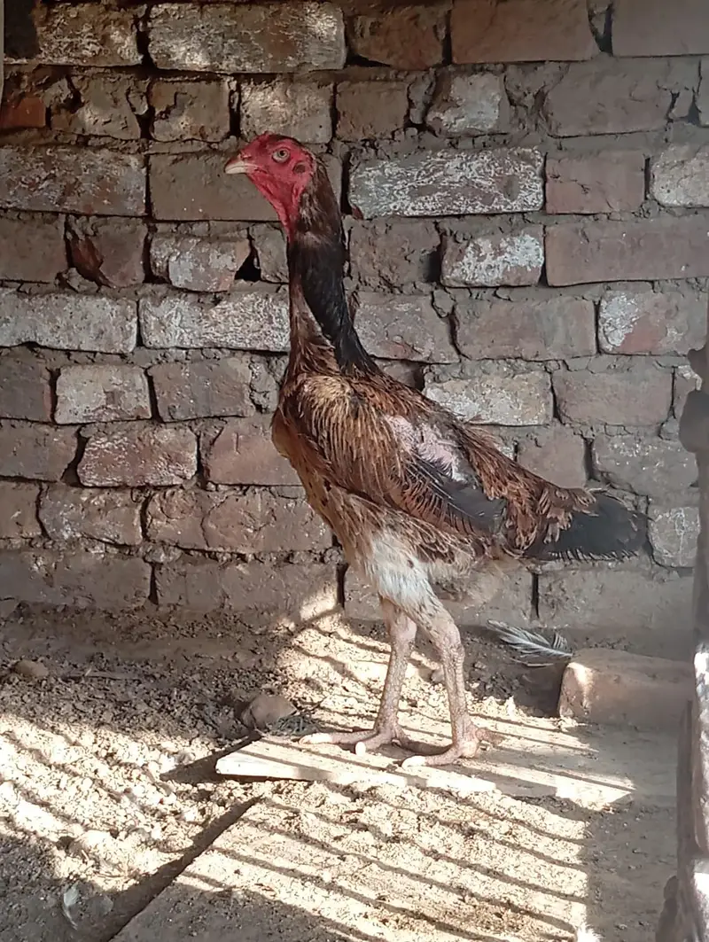 shamo females for sale — photo 9
