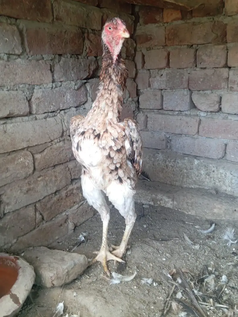 shamo females for sale — photo 10