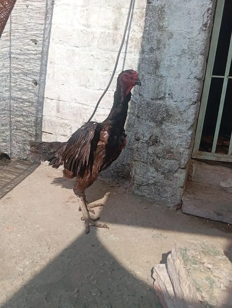 shamo females for sale — photo 11