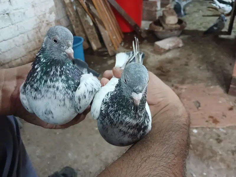 Mian Nazir sb ky golden pigeon pair . . . andy or bacho ki guaratee ky s — photo 2