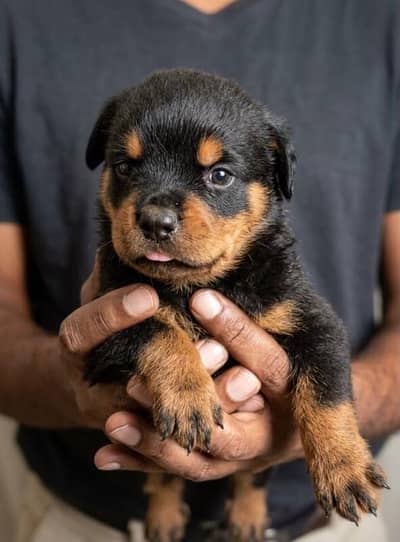 Rottweiler Puppies For Sale | Healthy, Playful and Adorable