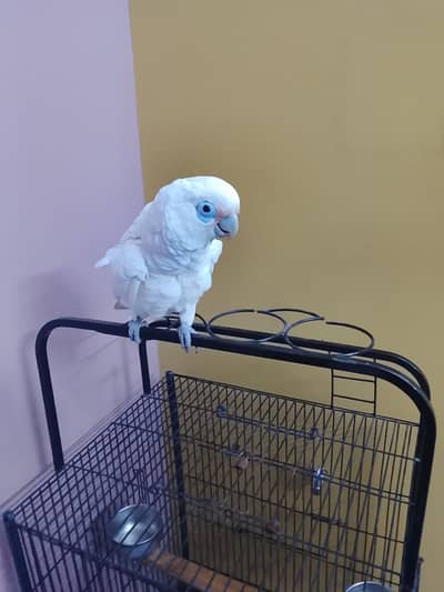 Cockatoo white colour beautiful