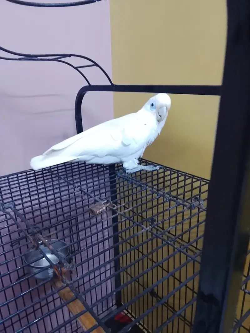 Cockatoo white colour beautiful — photo 2