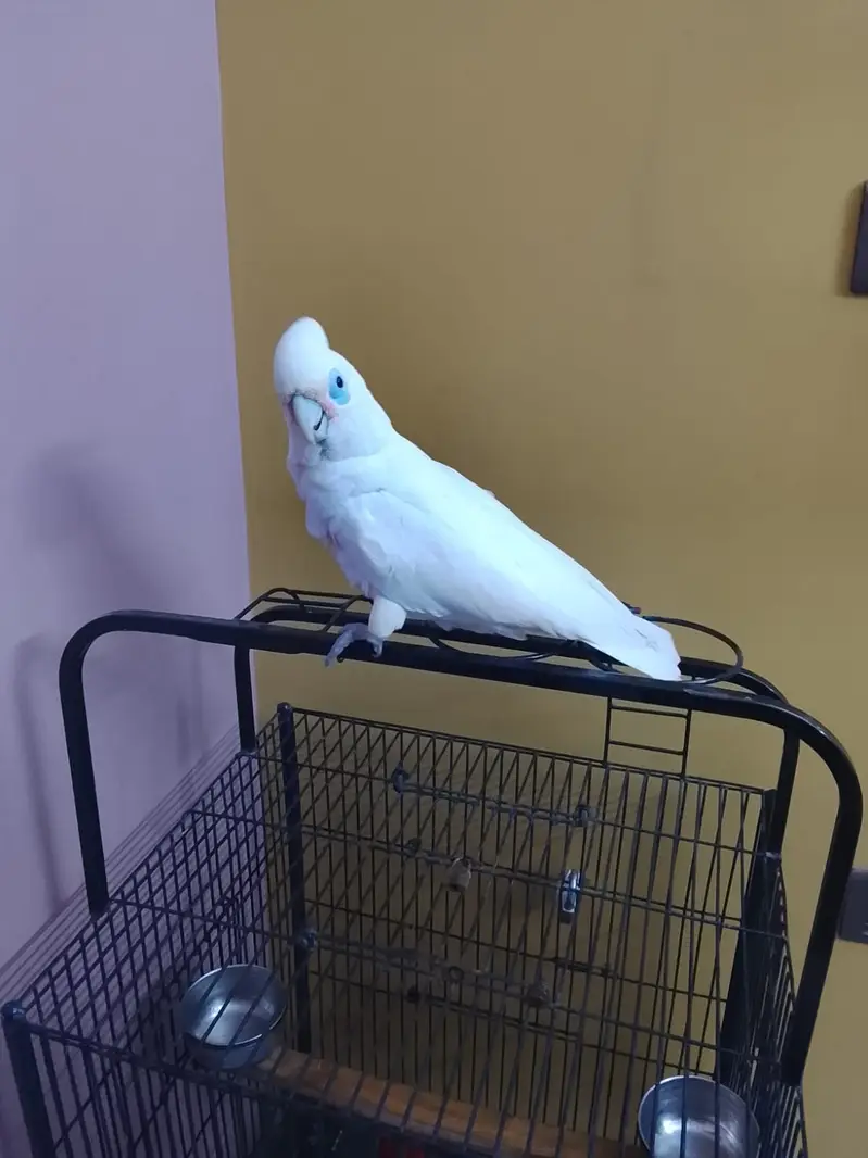 Cockatoo white colour beautiful — photo 3