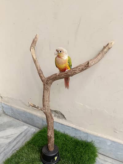 Eno red cockatiel && pinappale conure handtame parrots birds