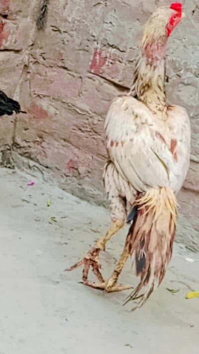 aseel mia walli for sale
