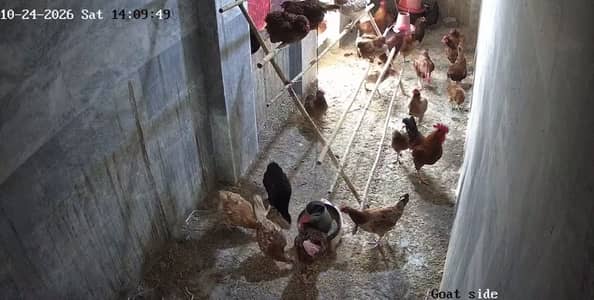 Fresh organic Eggs