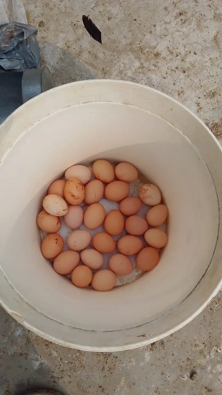 Fresh organic Eggs — photo 2