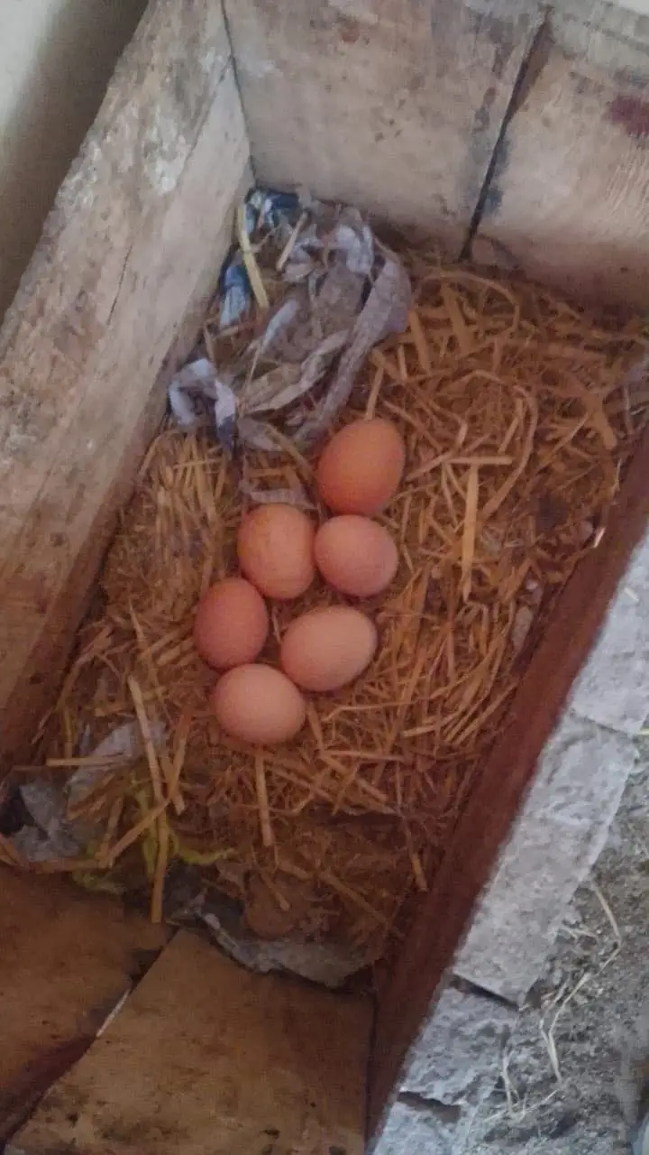 Fresh organic Eggs — photo 3