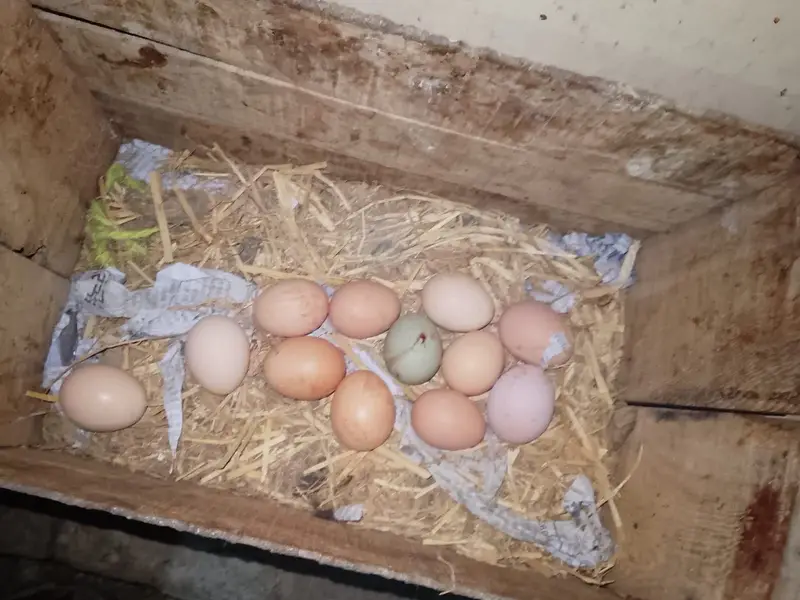 Fresh organic Eggs — photo 4