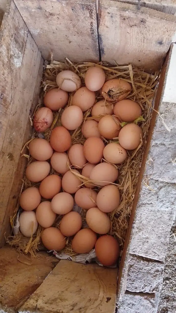 Fresh organic Eggs — photo 5