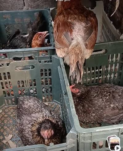 Aseel breed hens for sale