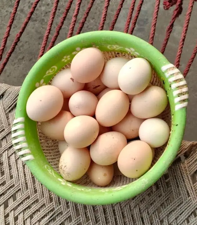 Aseel breed hens for sale — photo 2