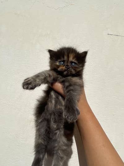 kittens for sale