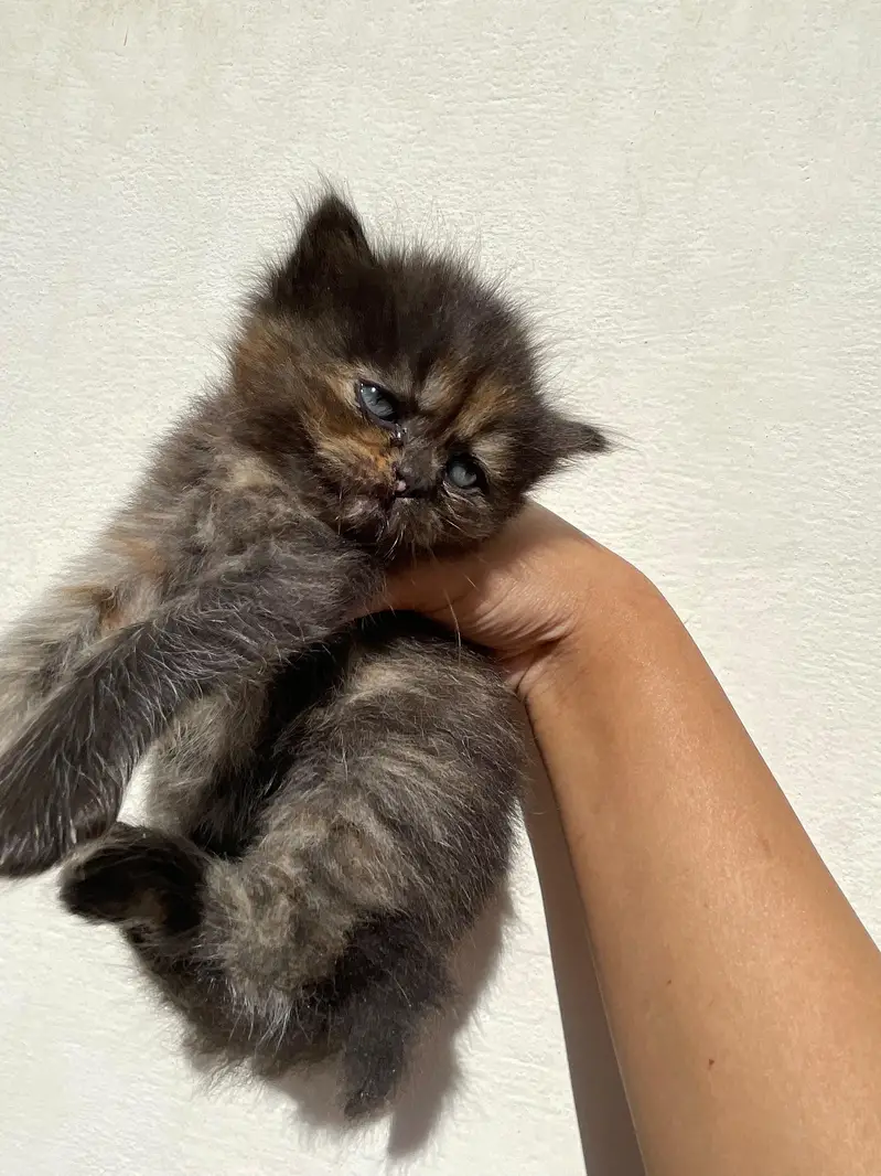 kittens for sale — photo 3