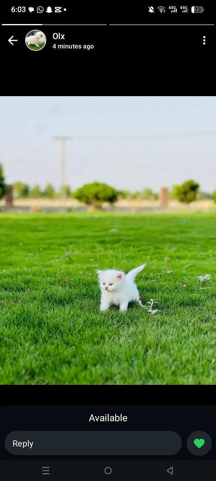 kittens for sale — photo 4