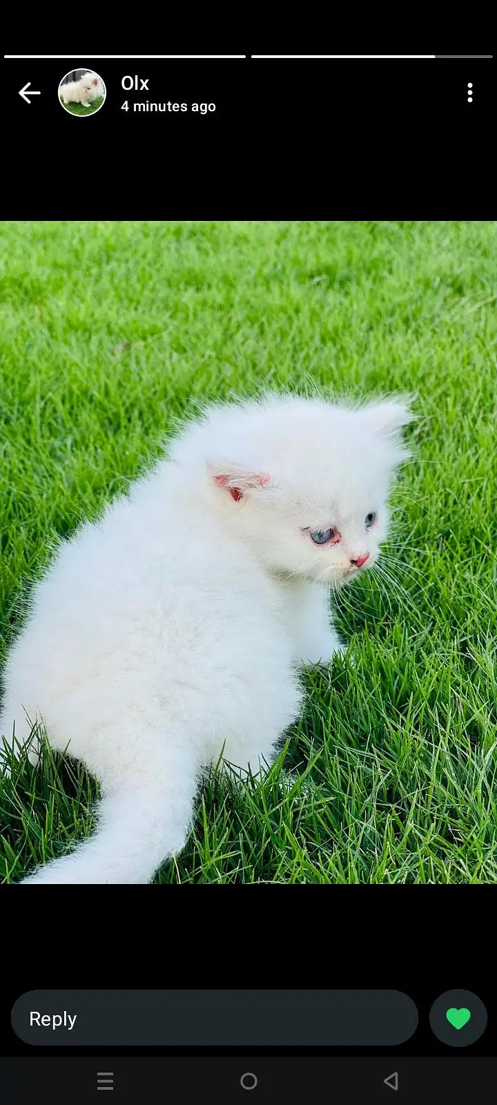 kittens for sale — photo 5