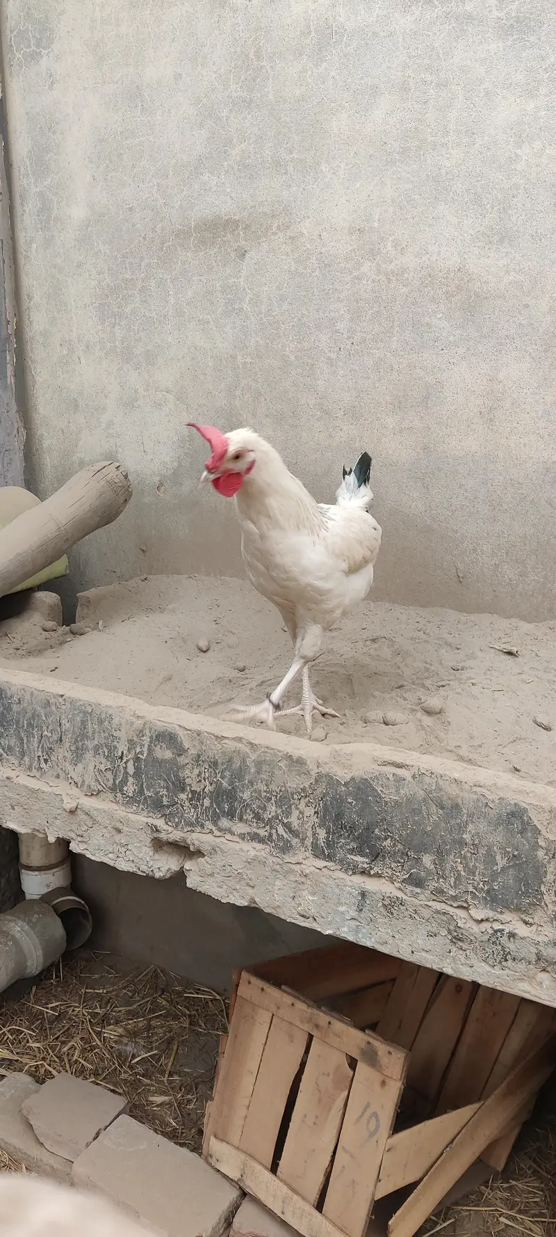 5-6 month golden misri — photo 7