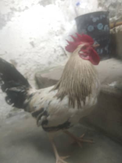 desi hen