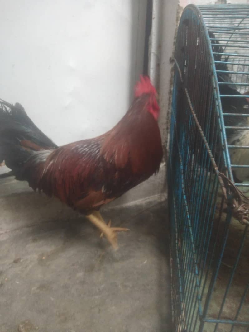 desi hen 1