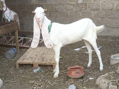 3 Bakria for Sale