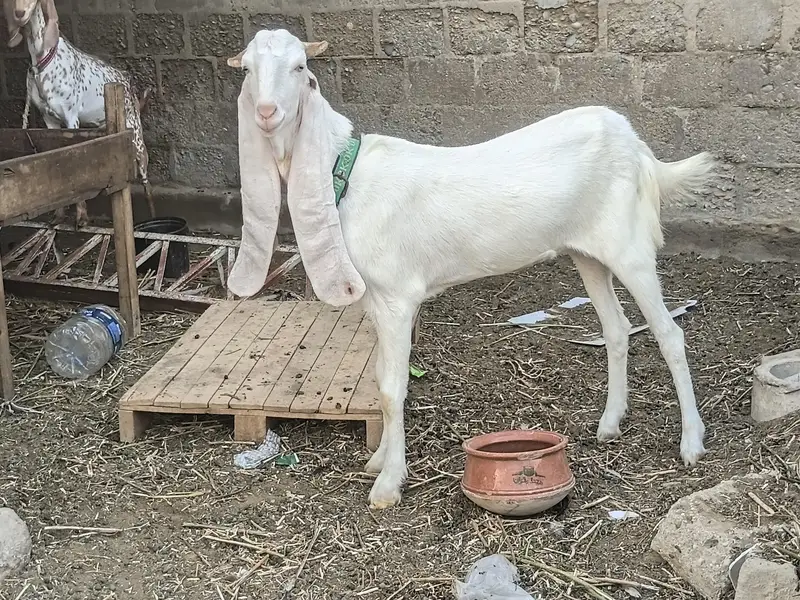 3 Bakria for Sale — photo 2