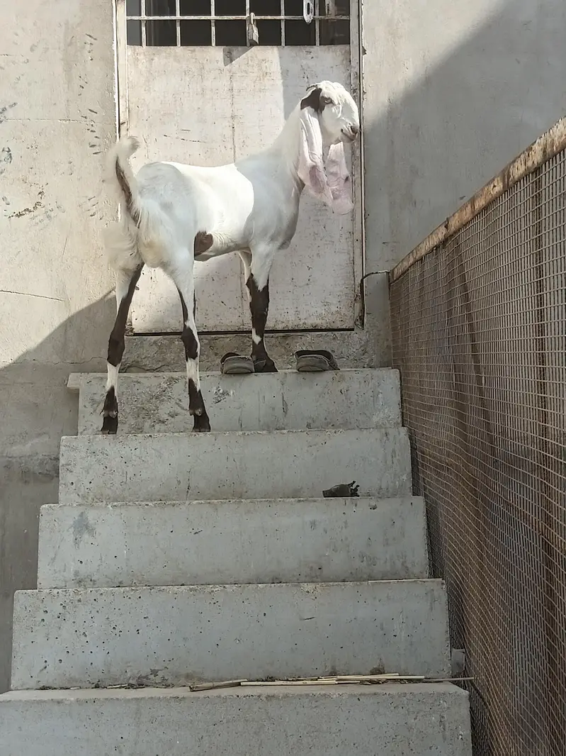 3 Bakria for Sale — photo 10
