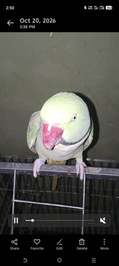 raw parrot male for sale