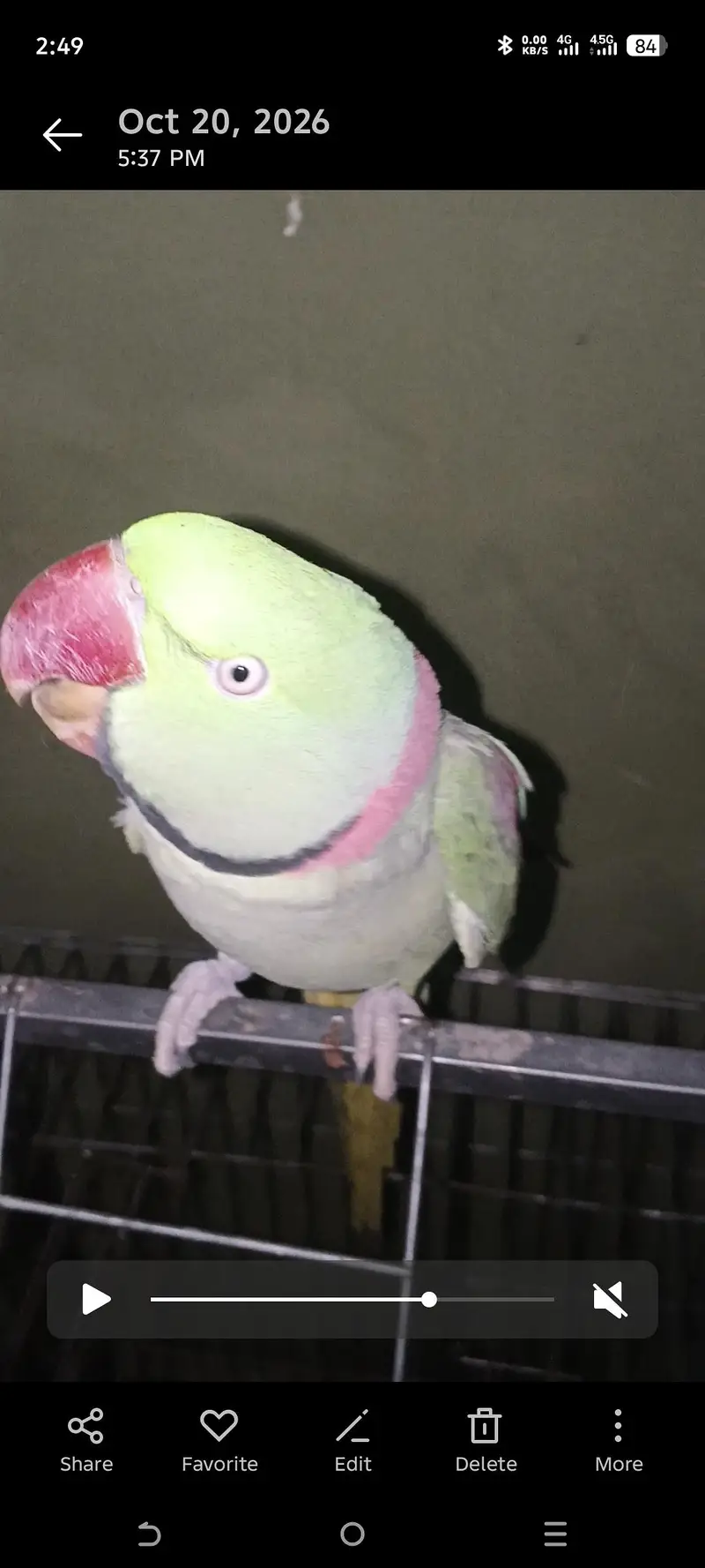 raw parrot male for sale — photo 2