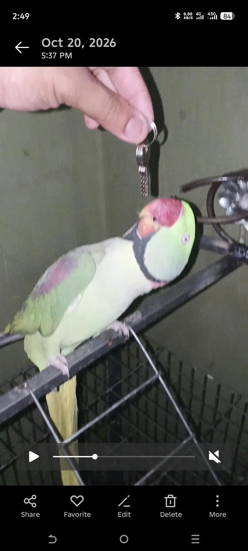 raw parrot male for sale — photo 3