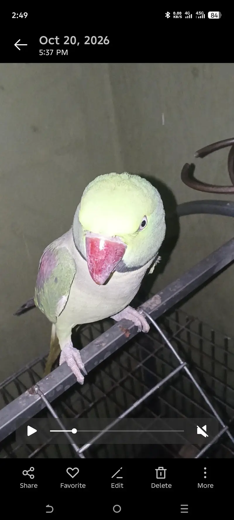 raw parrot male for sale — photo 4