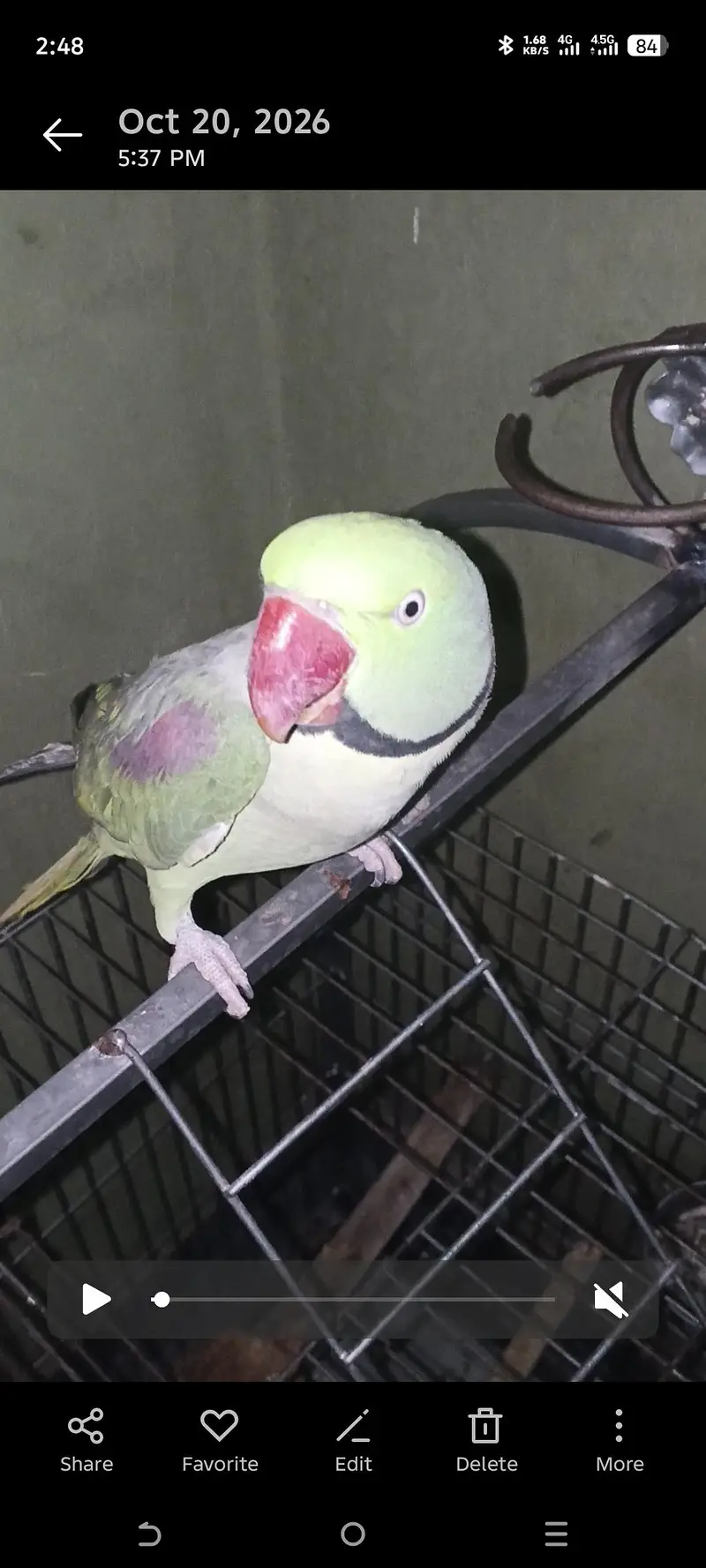 raw parrot male for sale — photo 5