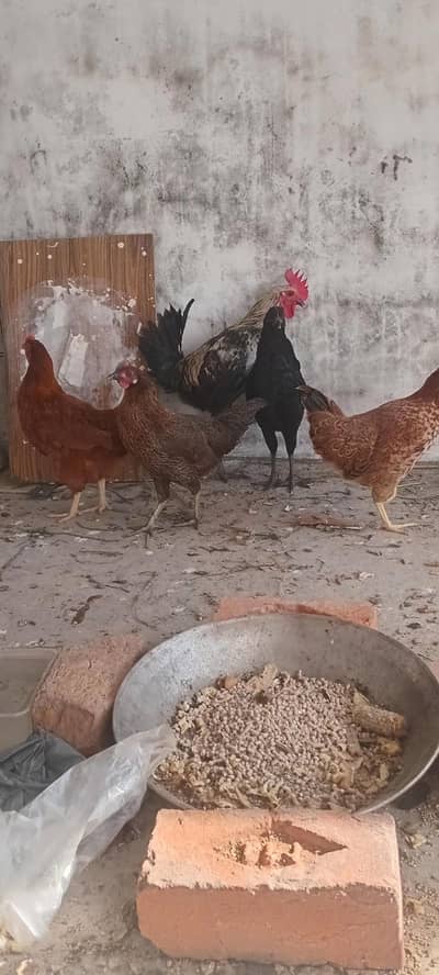 home breed 4 murgian 1 murga healthy and active