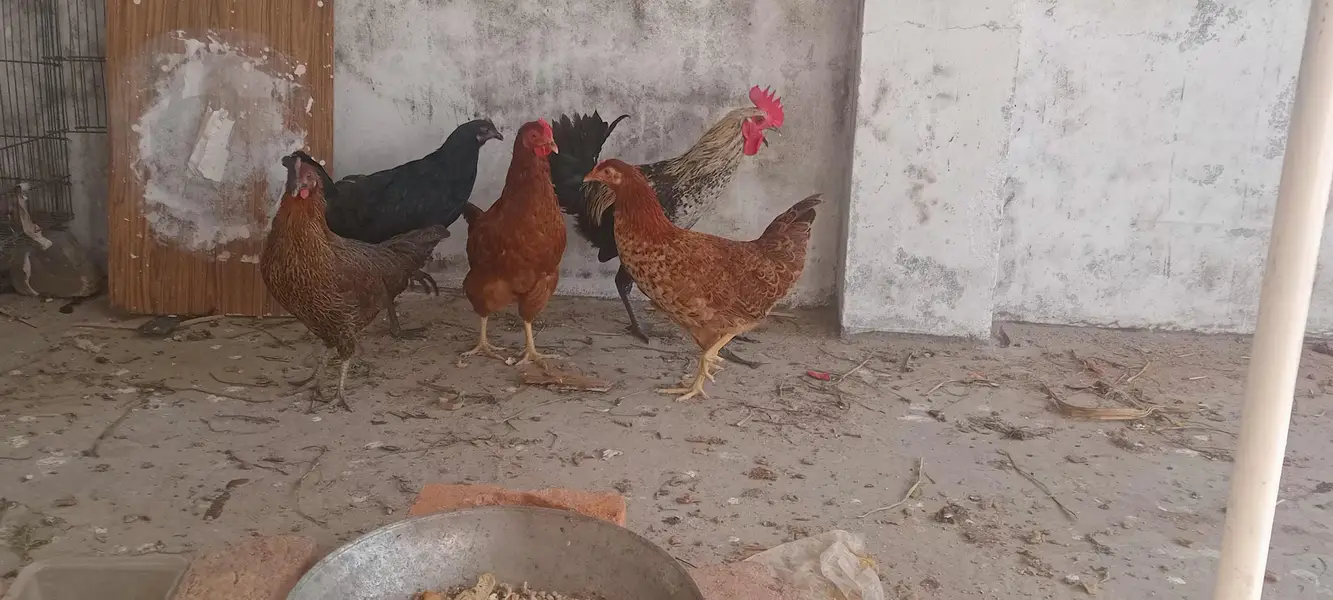 home breed 4 murgian 1 murga healthy and active — photo 2