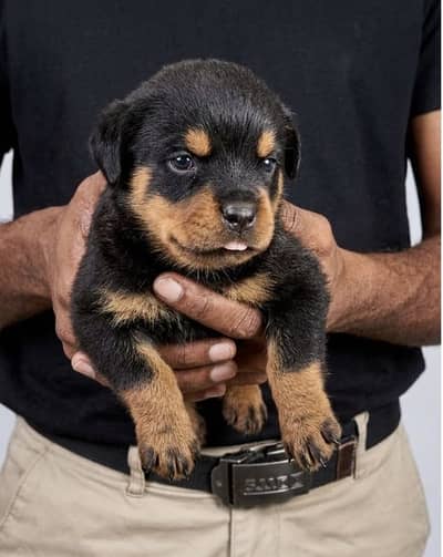 Rottweiler Puppies for Sale – Cute, Healthy, and Playful Puppies