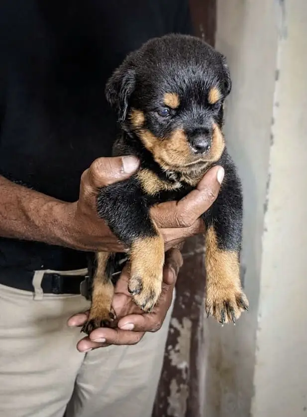 Rottweiler Puppies for Sale – Cute, Healthy, and Playful Puppies — photo 2