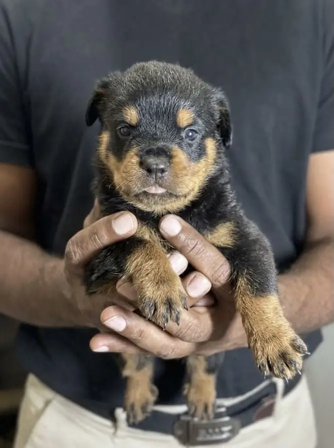 Rottweiler Puppies for Sale – Cute, Healthy, and Playful Puppies — photo 3
