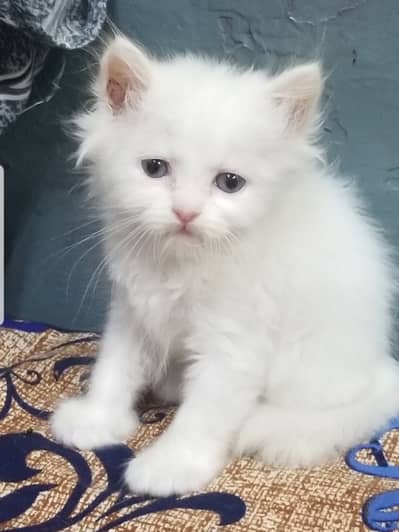Kittens | Persian Kittens | Triple Coated Kittens |Kittens For Sale