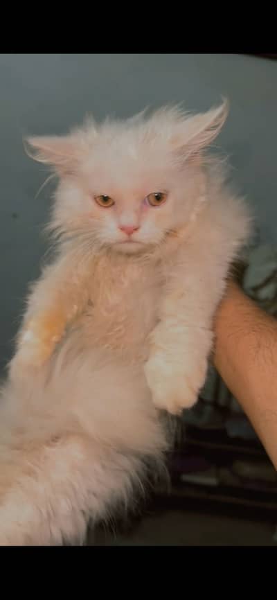 Male kitten need a caring family