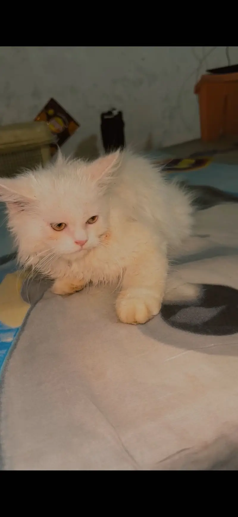 Male kitten need a caring family — photo 2