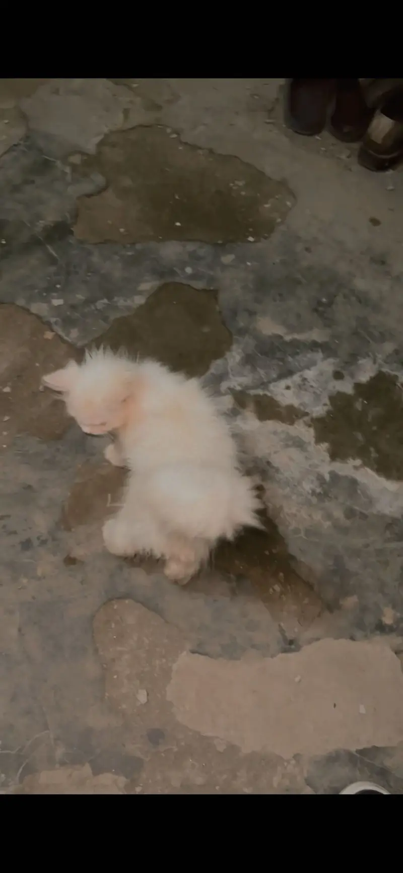 Male kitten need a caring family — photo 3