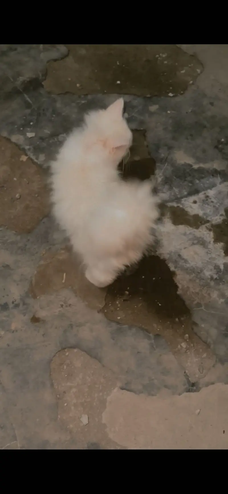 Male kitten need a caring family — photo 4