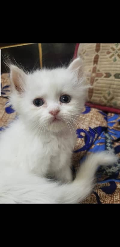 Persian Kittens | Triple Coated Fluffy Kittens | Kittens For Sale