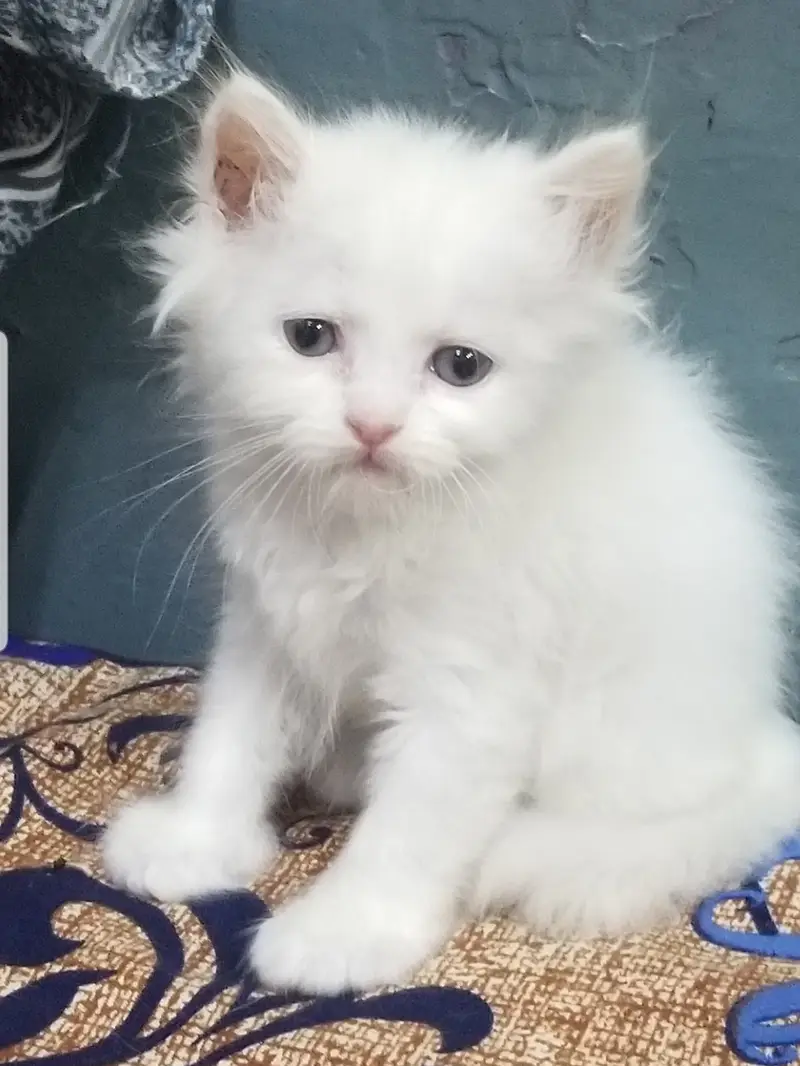 Persian Kittens | Triple Coated Fluffy Kittens | Kittens For Sale — photo 2