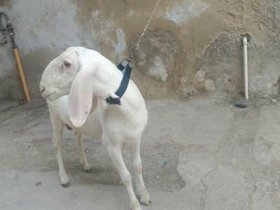 7 to 8 month pony tail dhumbe price 150000