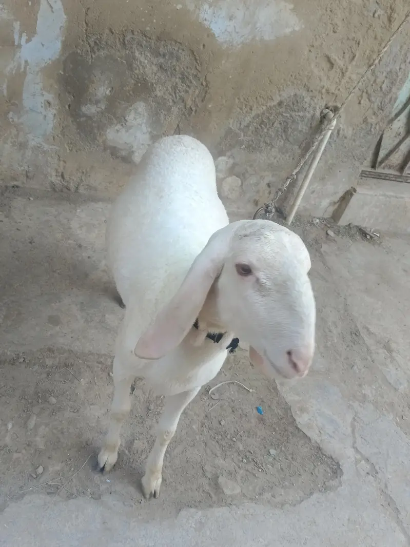 7 to 8 month pony tail dhumbe price 150000 — photo 2