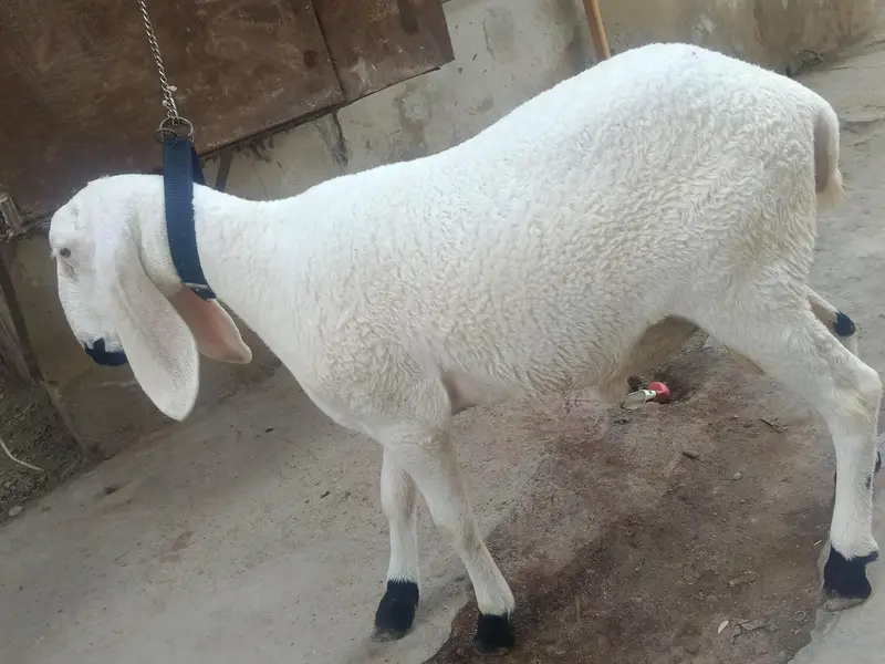 7 to 8 month pony tail dhumbe price 150000 — photo 3