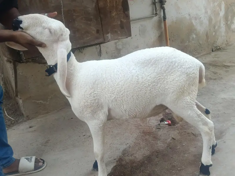 7 to 8 month pony tail dhumbe price 150000 — photo 4