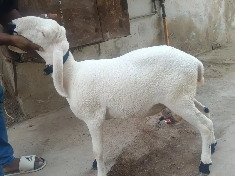 7 to 8 month pony tail dhumbe price 150000 — photo 5