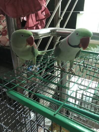 Parrot